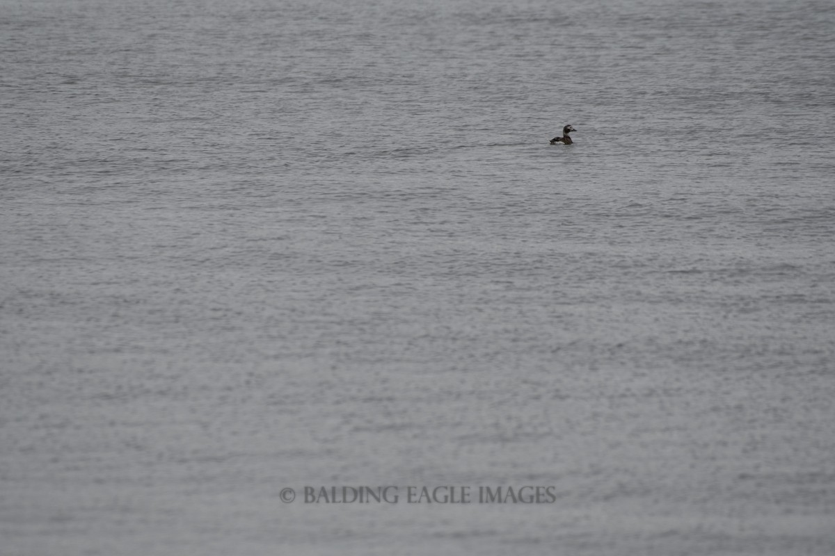 Long-tailed Duck - ML619570181