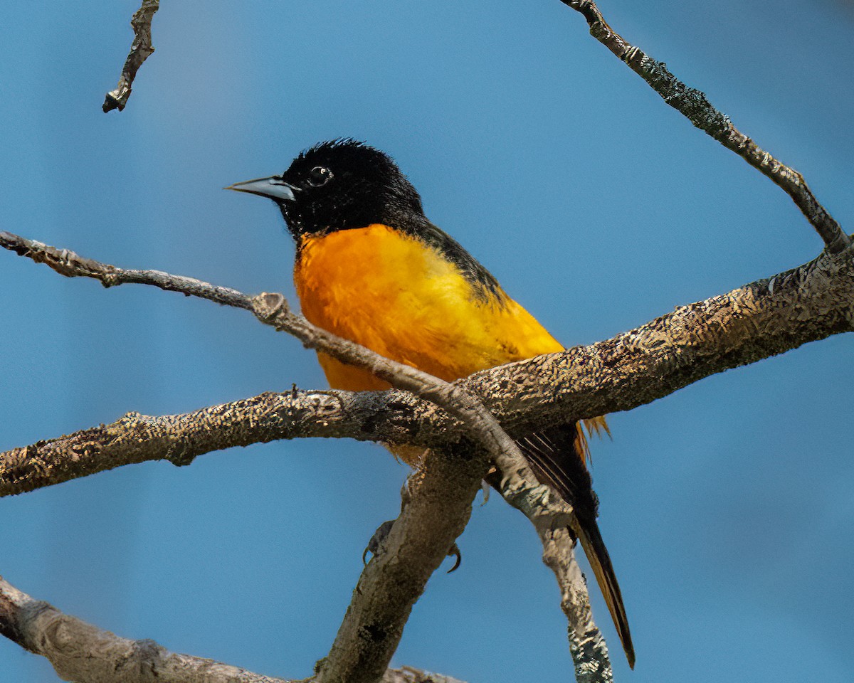 Baltimore Oriole - Mark Singer