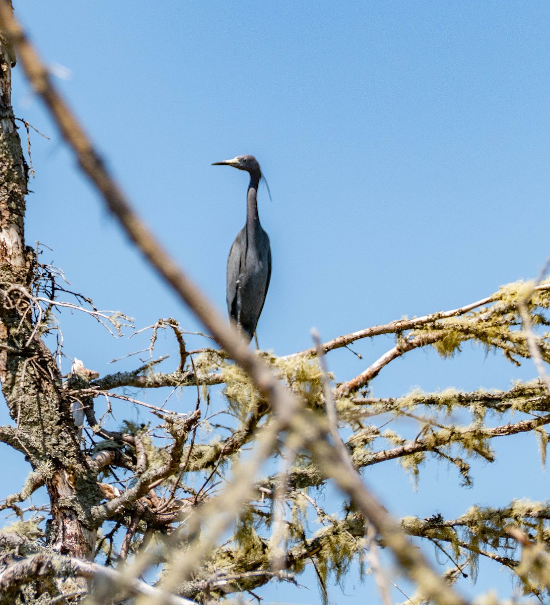 Little Blue Heron - Therese Carroll