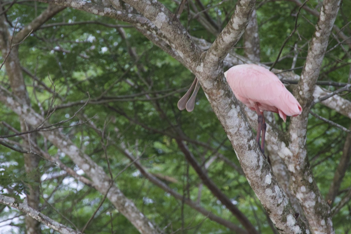 Roseate Spoonbill - allie bluestein