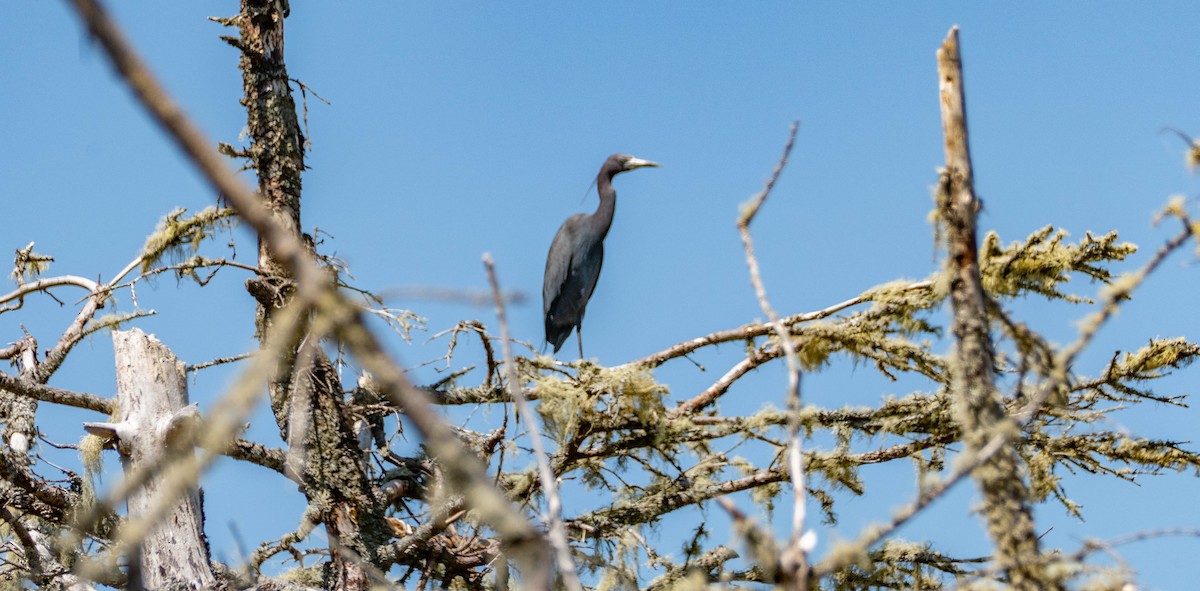 Little Blue Heron - Therese Carroll