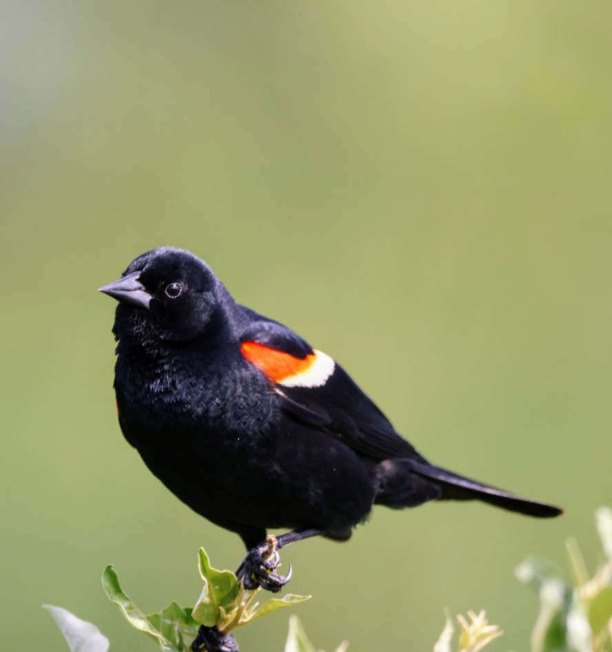 Red-winged Blackbird - Joe  Terry