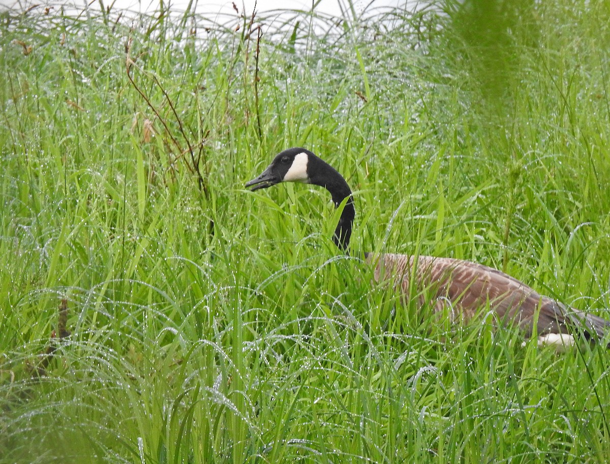 Canada Goose - ML619570197