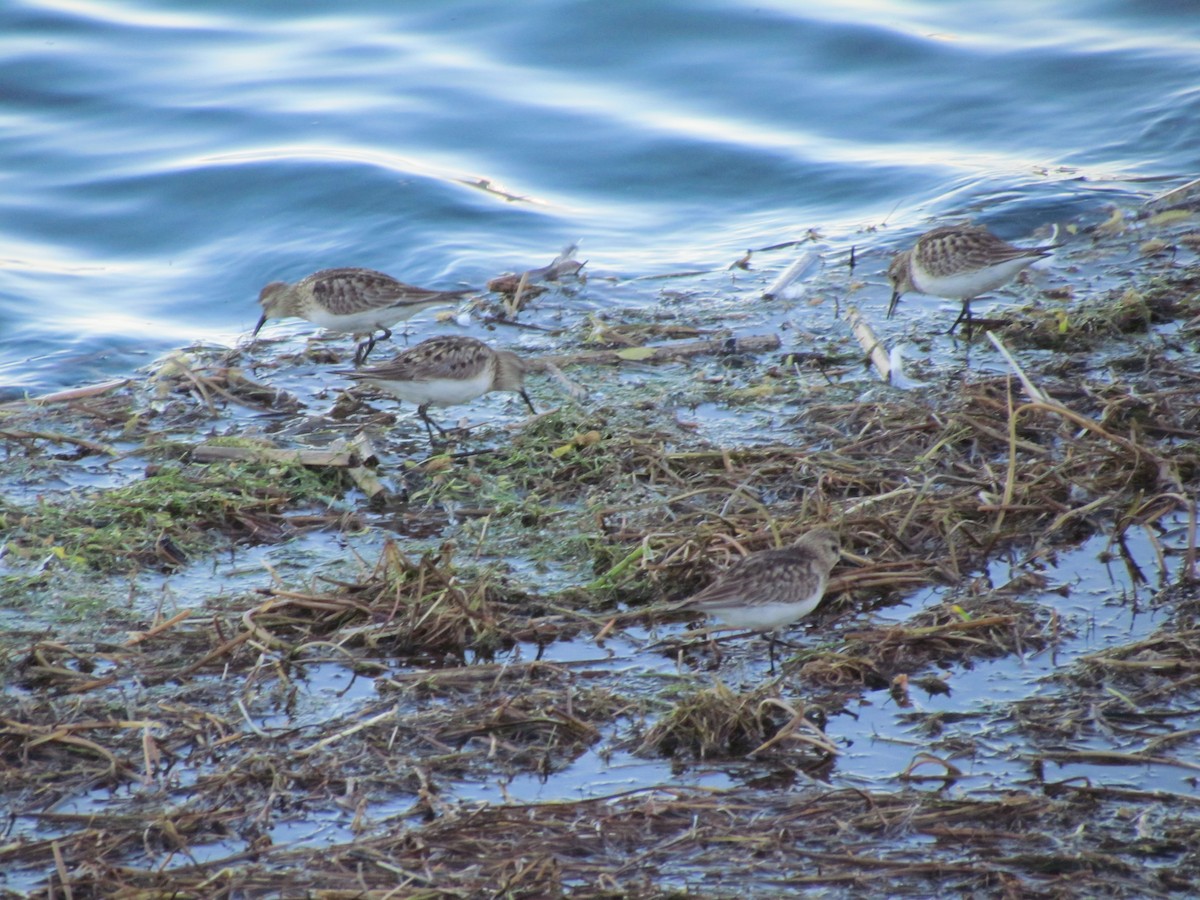 Baird's Sandpiper - cynthia arenas