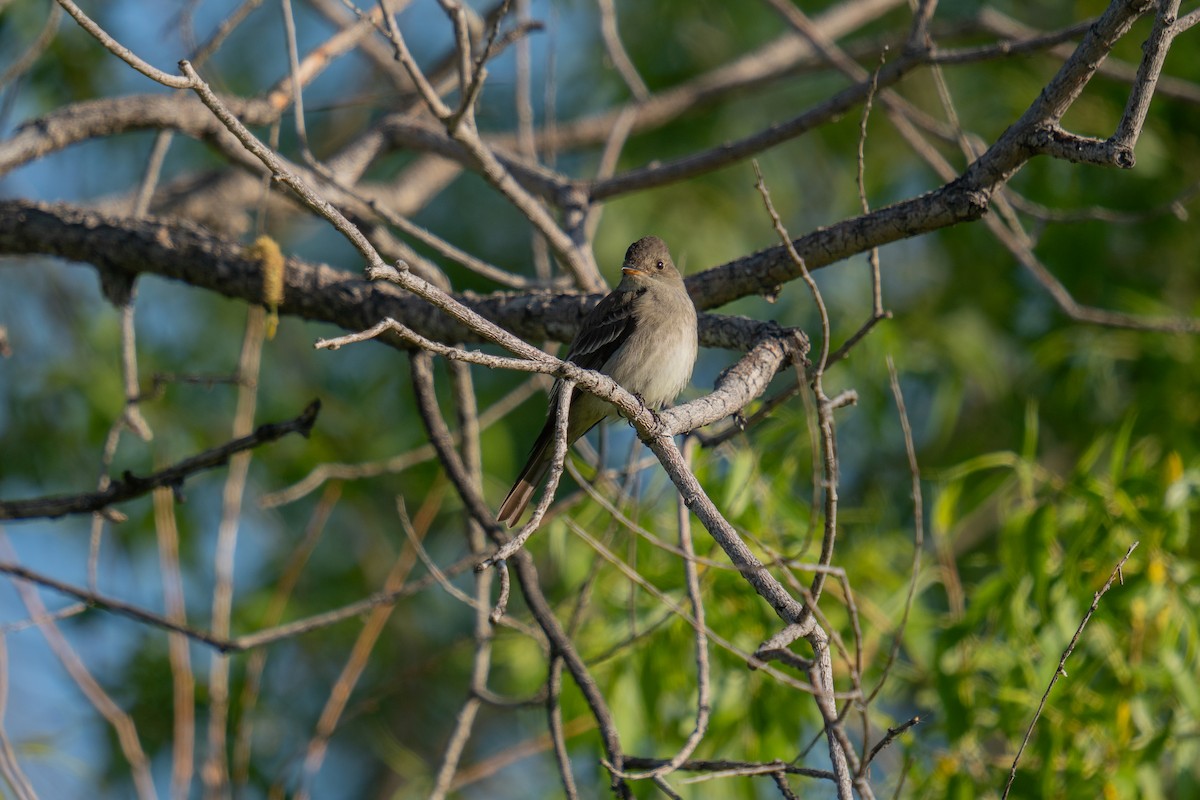 Western Wood-Pewee - ML619570199