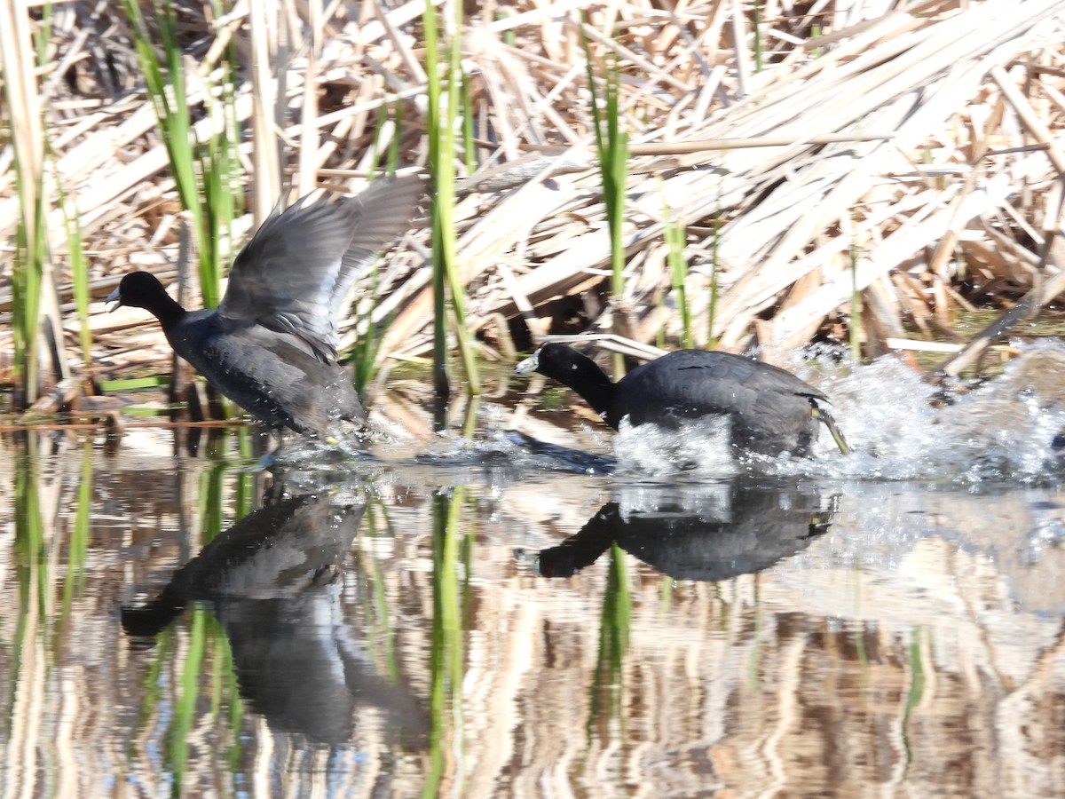 American Coot - Gerard Nachtegaele