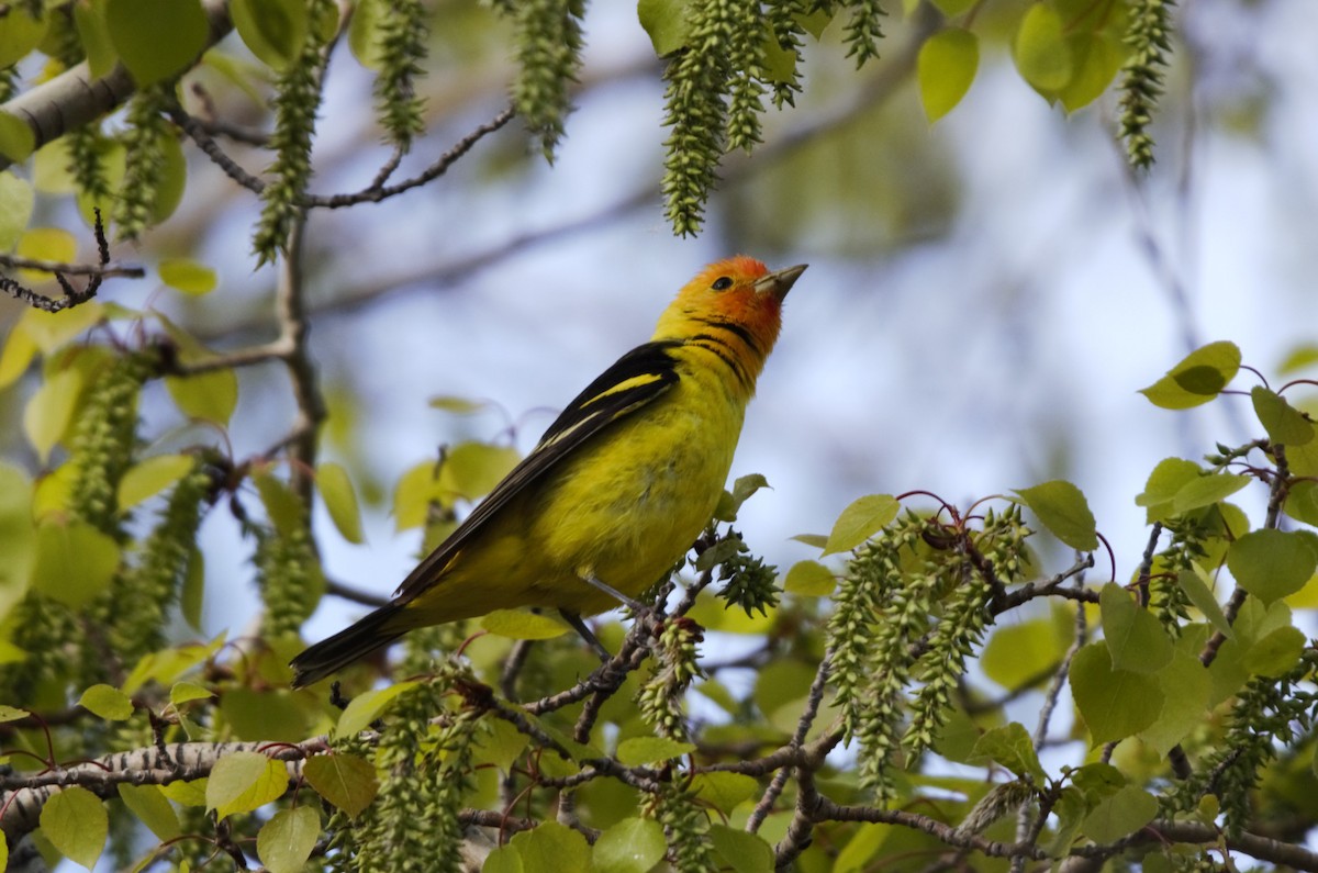 Western Tanager - M Eubank