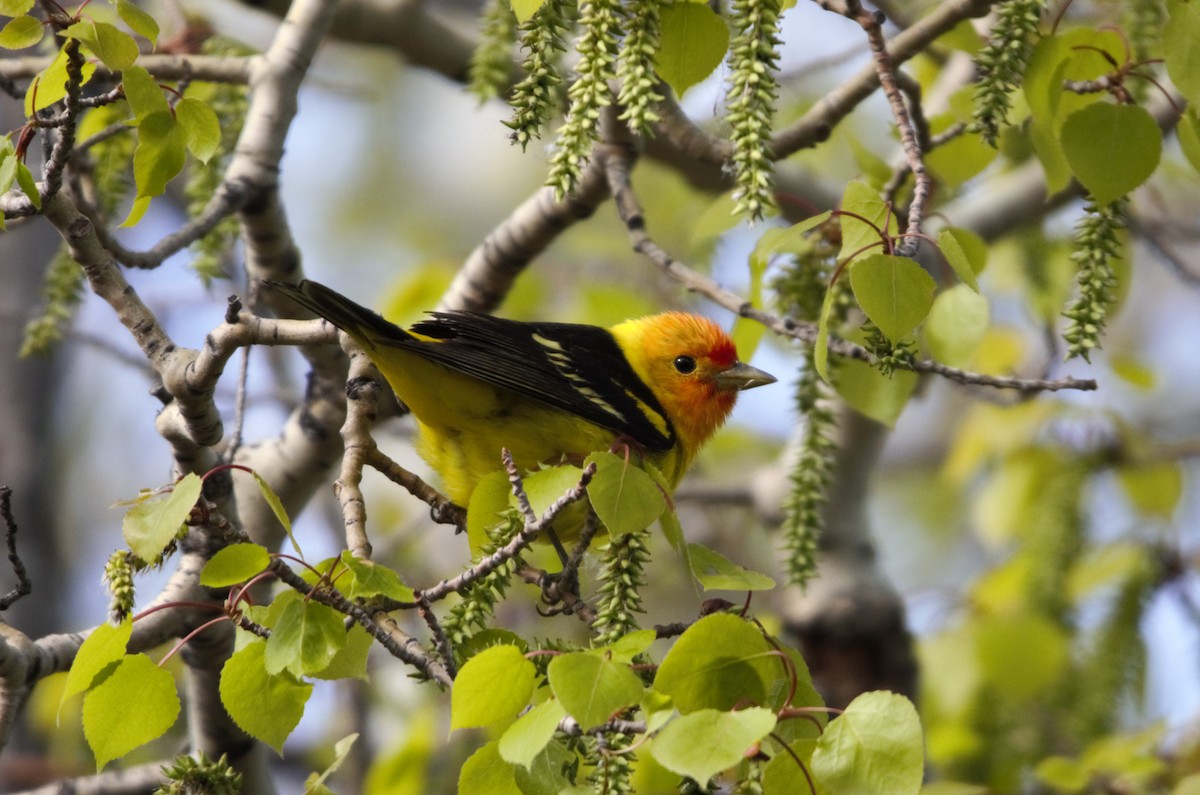 Western Tanager - M Eubank