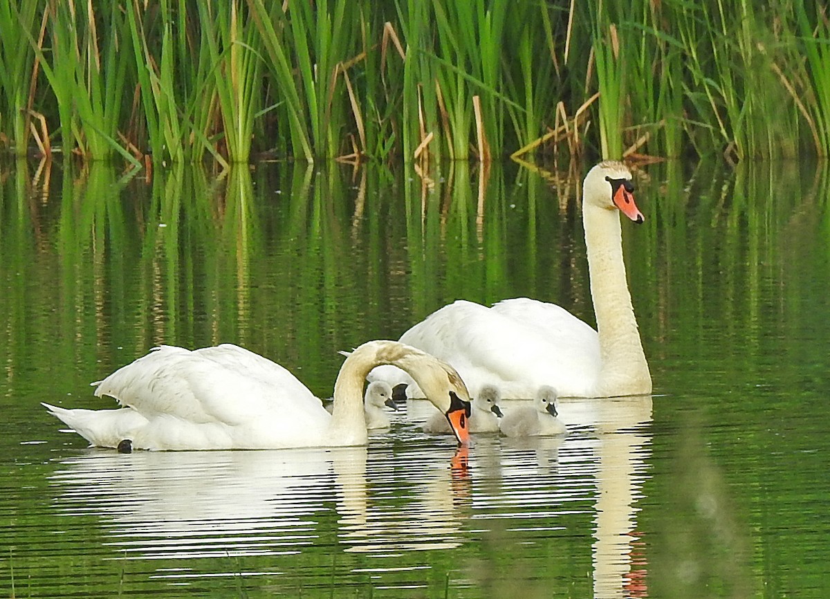 Höckerschwan - ML619570210