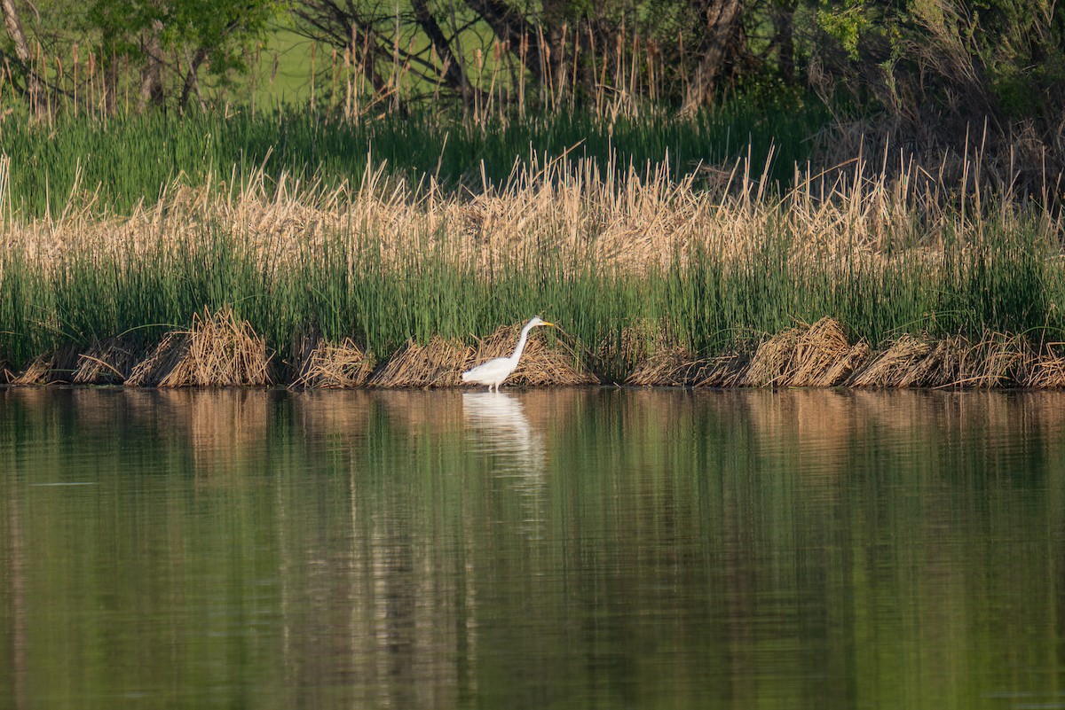 Great Egret - Jason Cole