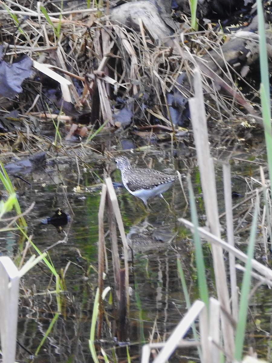 Solitary Sandpiper - Karen Zeleznik