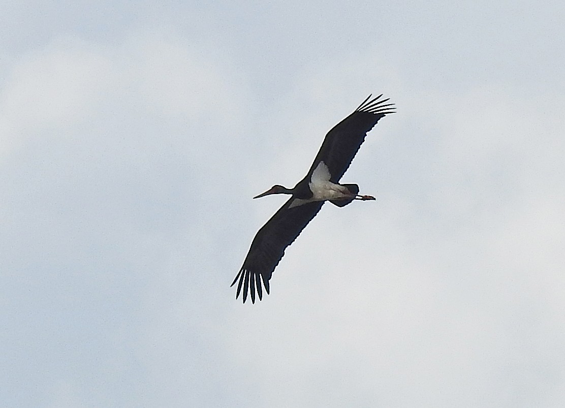 Black Stork - Manfred Schleuning