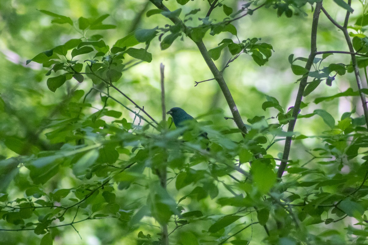 Indigo Bunting - Sergio Leyva