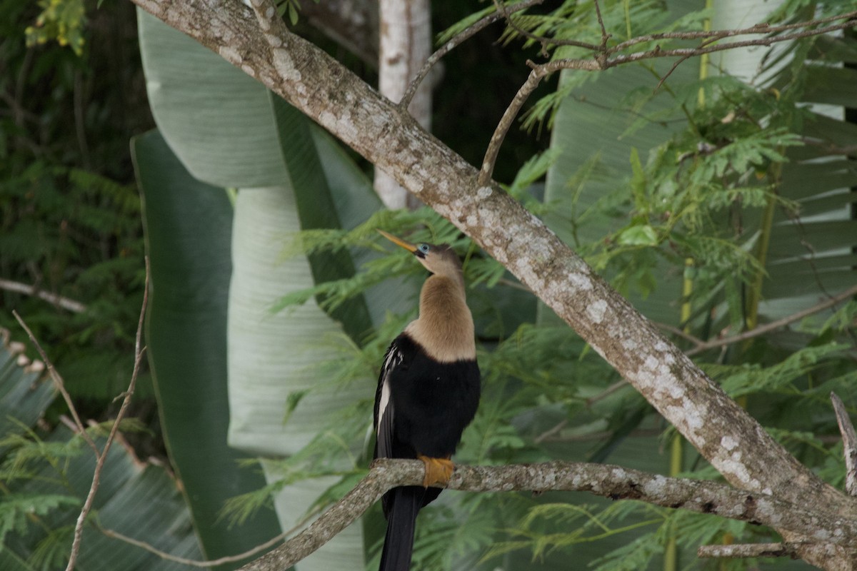 Anhinga - allie bluestein