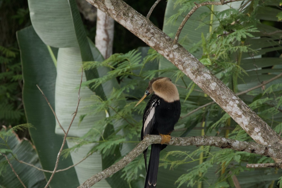 Anhinga - allie bluestein