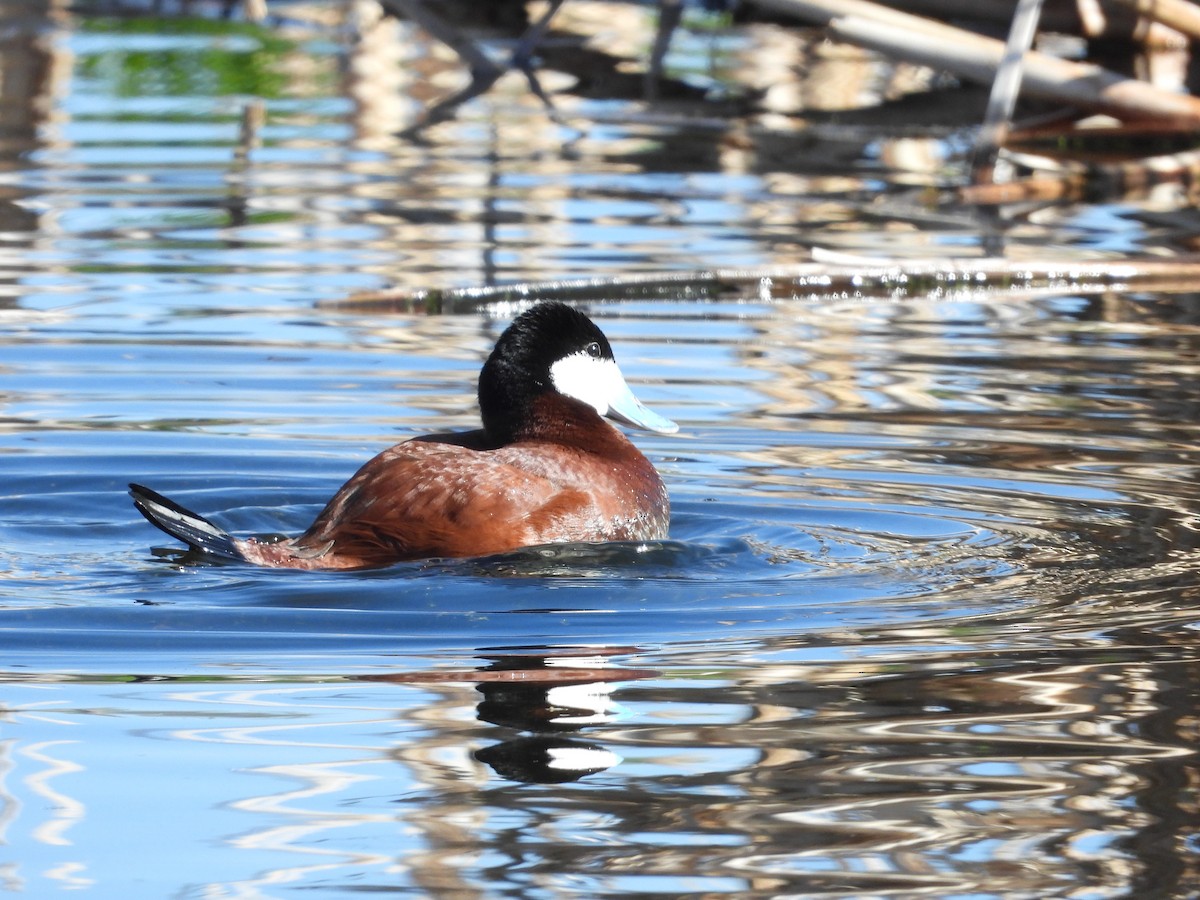 Ruddy Duck - Gerard Nachtegaele