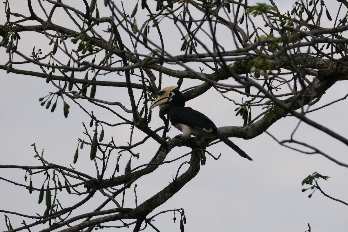 Oriental Pied-Hornbill - ML619570233