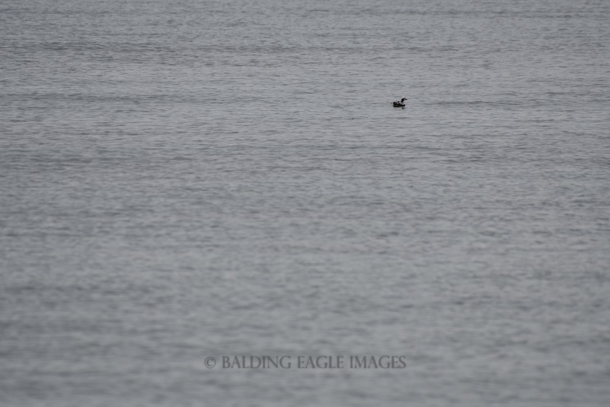 Long-tailed Duck - ML619570236