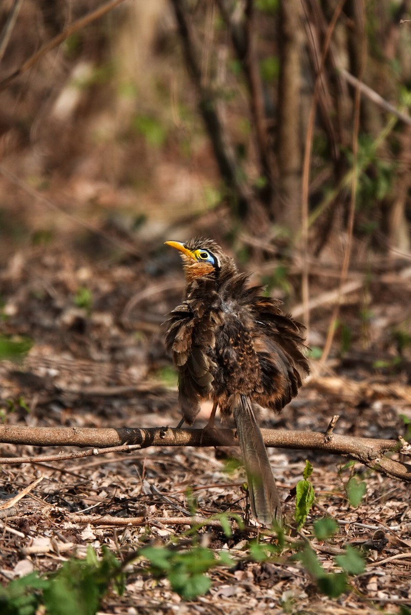 Lesser Ground-Cuckoo - ML619570238