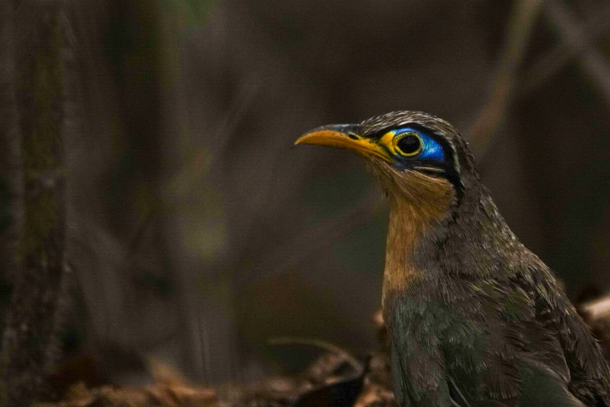 Lesser Ground-Cuckoo - ML619570240