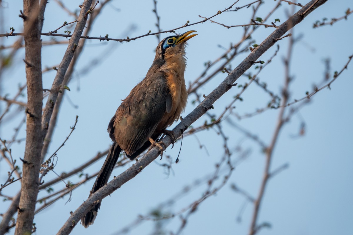 Lesser Ground-Cuckoo - ML619570248