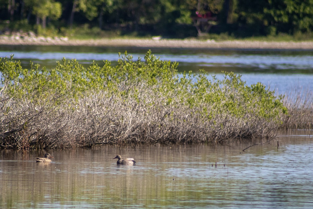 Gadwall - ML619570253