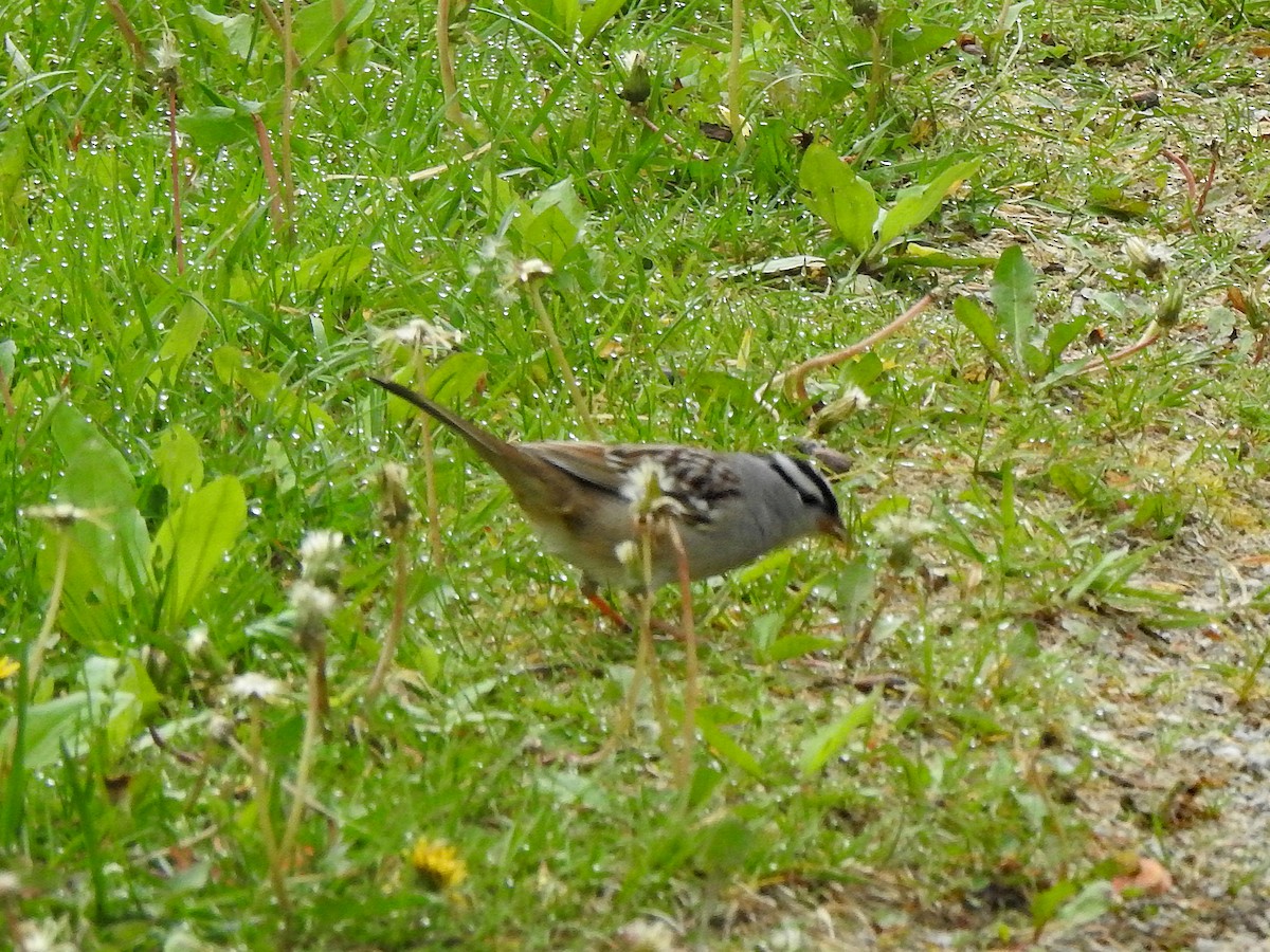 White-crowned Sparrow - Karen Zeleznik