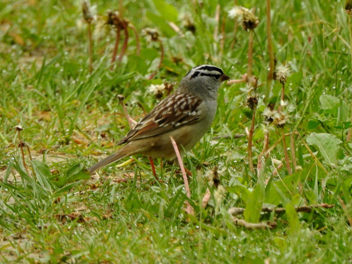 White-crowned Sparrow - Karen Zeleznik