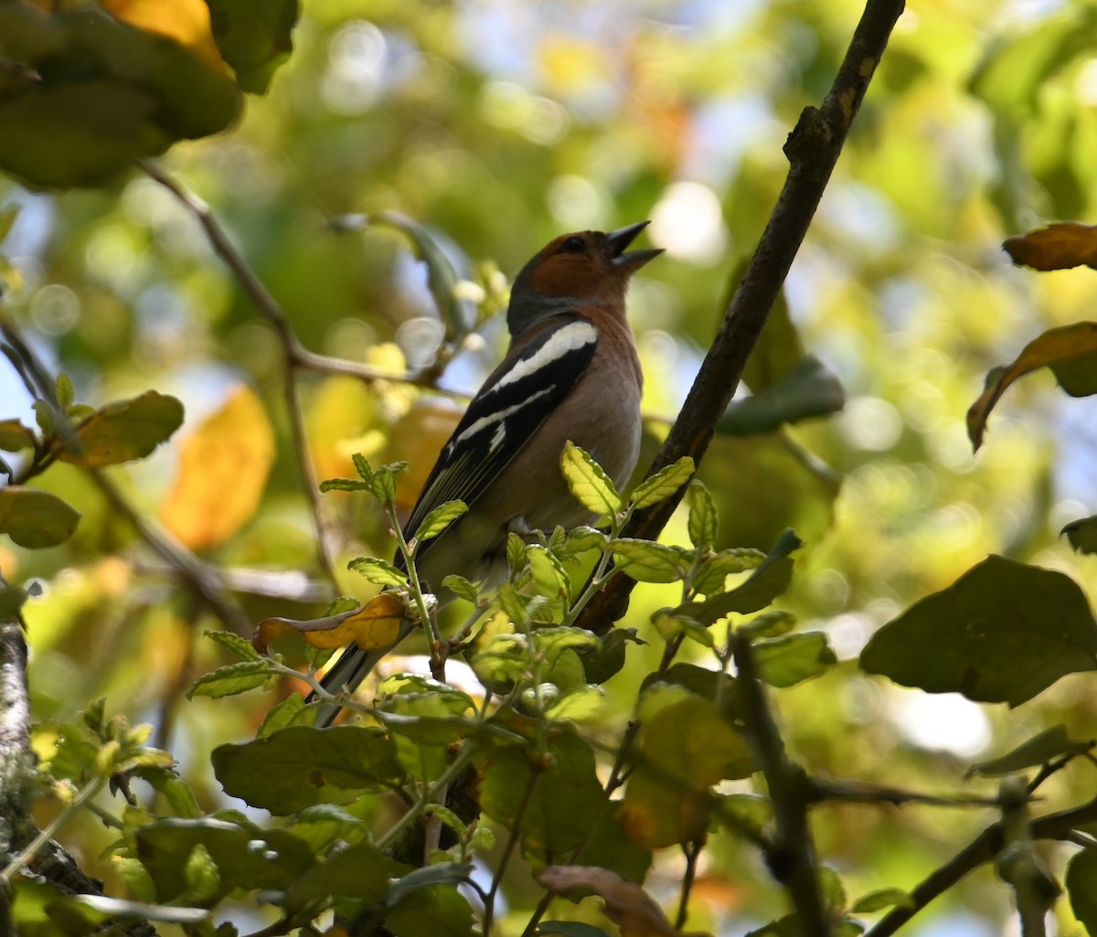 Common Chaffinch - Jake Shorty