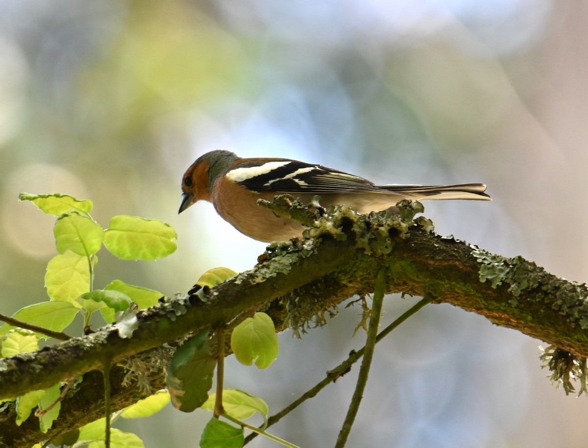 Common Chaffinch - Jake Shorty