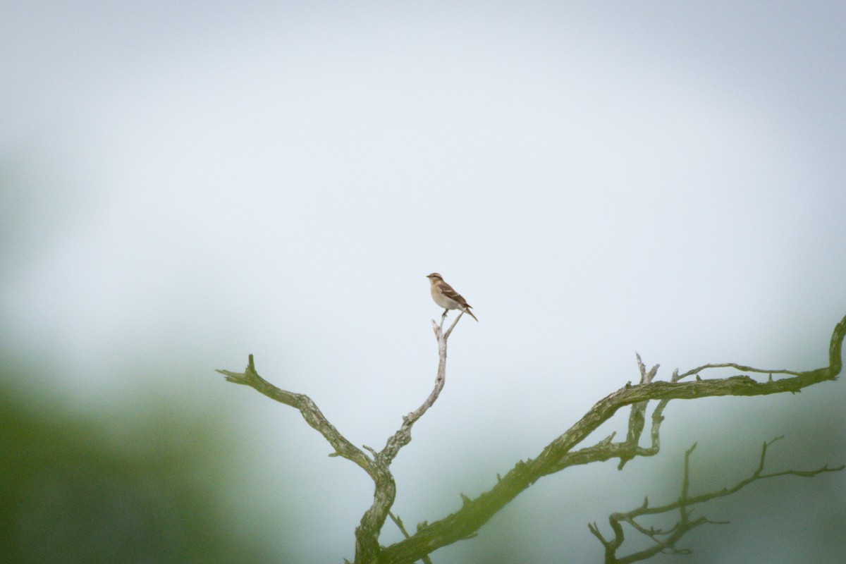 Yellow-throated Bush Sparrow - ML619570275