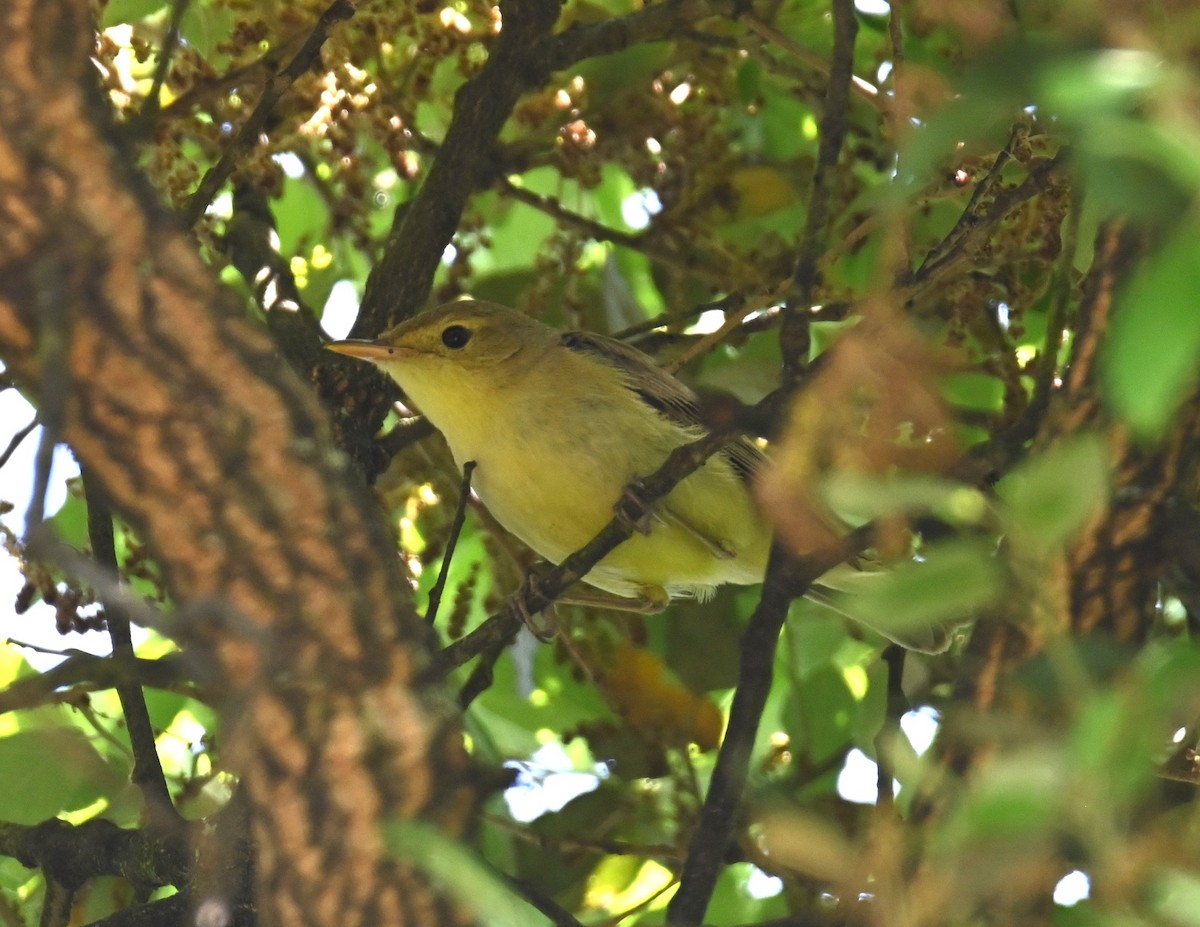 Melodious Warbler - Jake Shorty