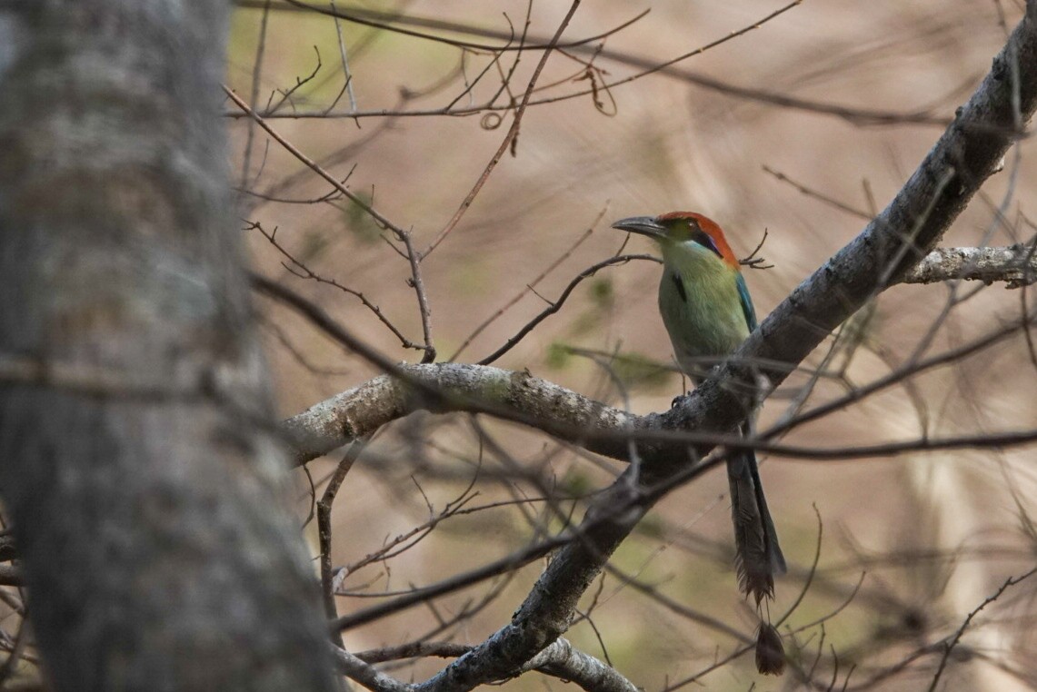 Russet-crowned Motmot - ML619570288