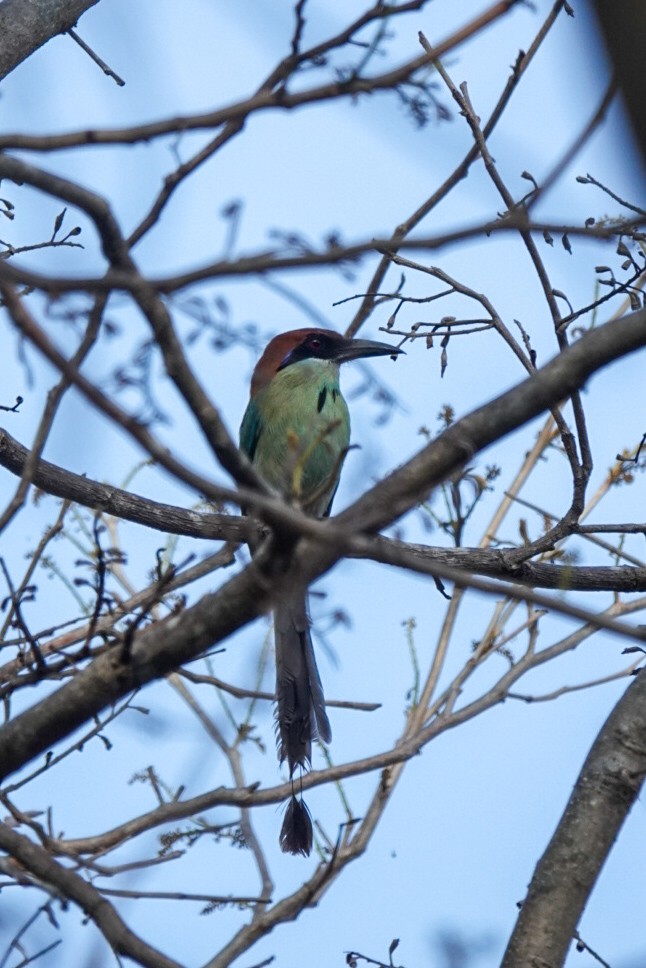 Russet-crowned Motmot - Grienenberger Martin