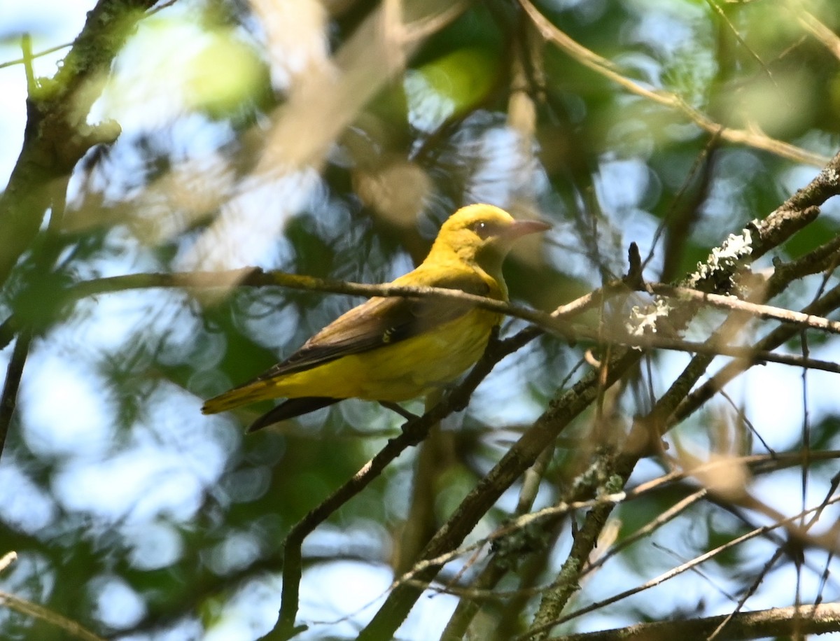 Eurasian Golden Oriole - Jake Shorty