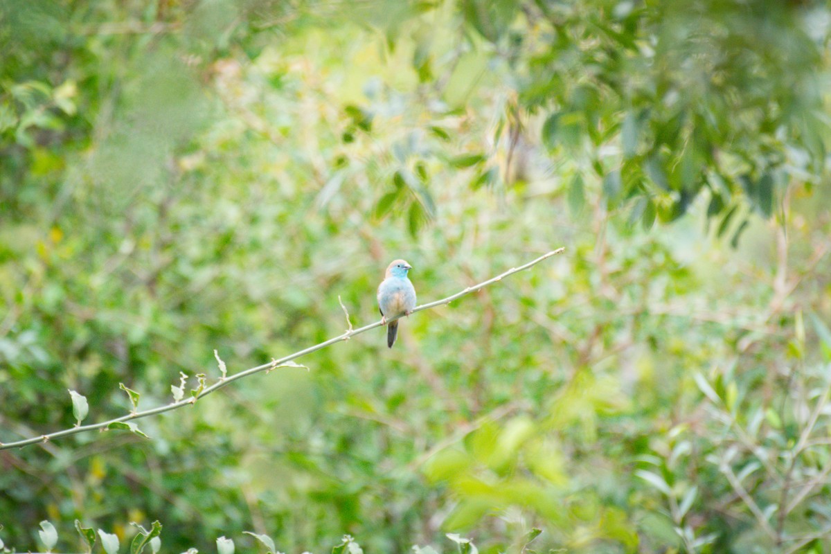 Southern Cordonbleu - Nico Visser