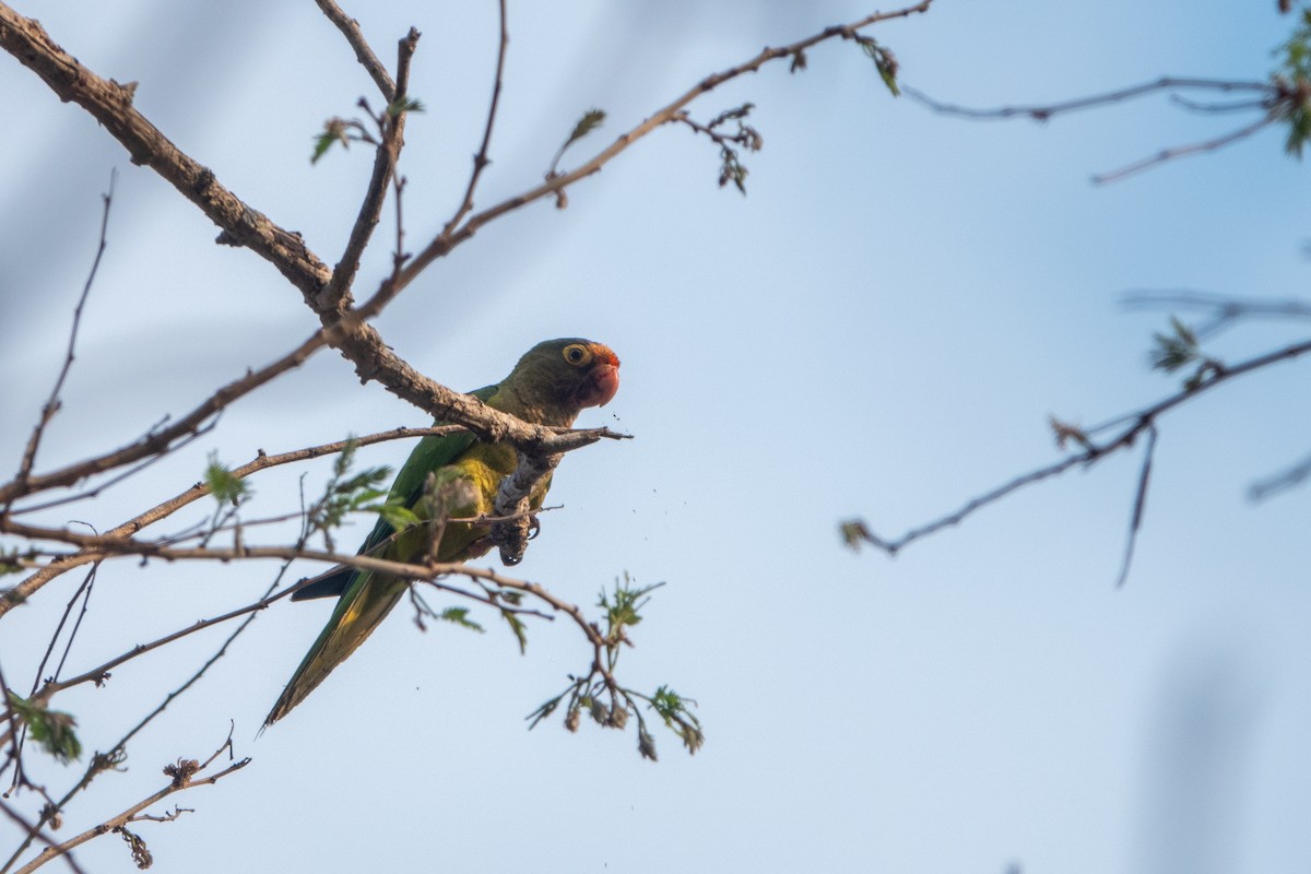 Aratinga Frentinaranja - ML619570293