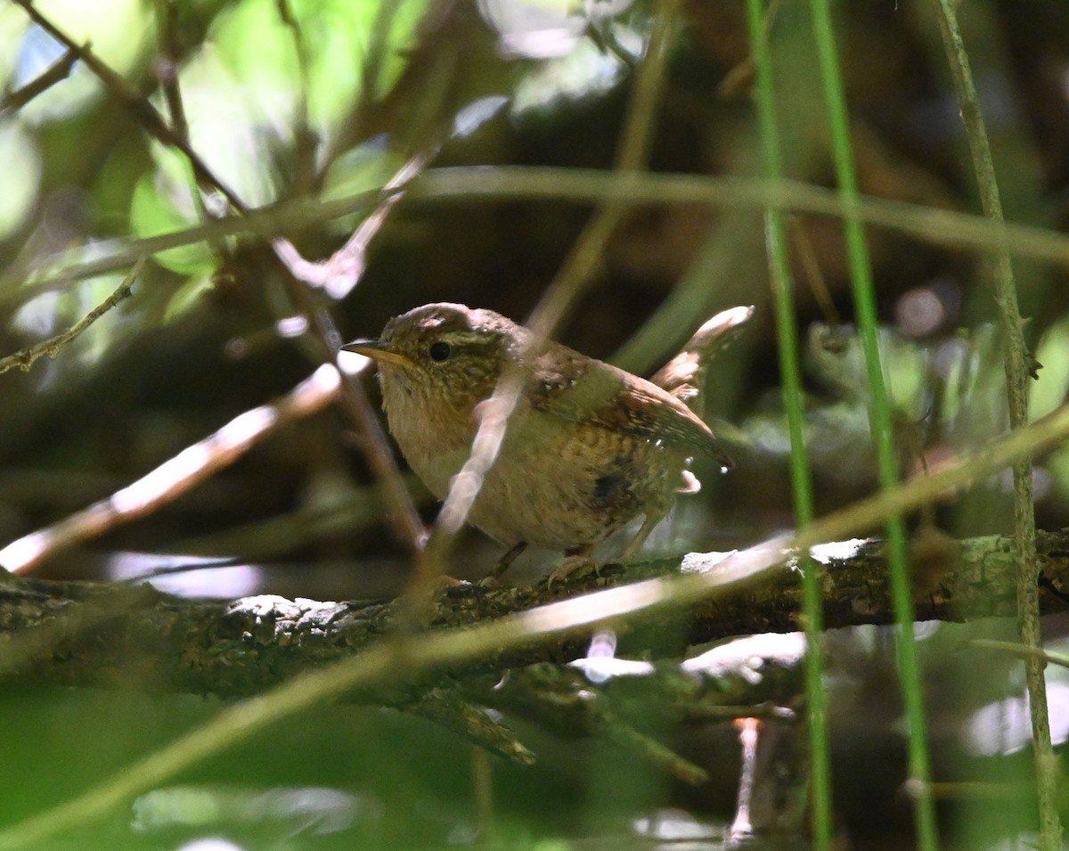 Eurasian Wren - Jake Shorty