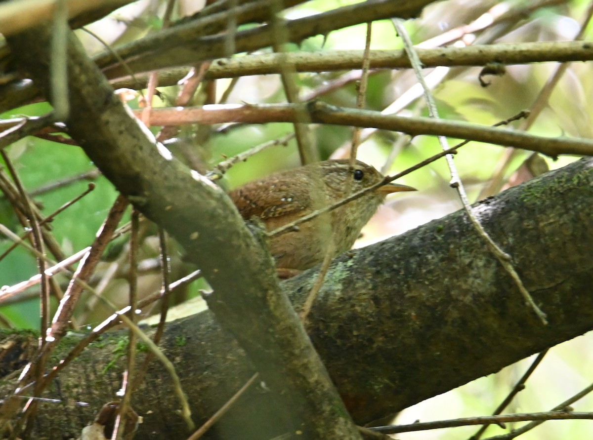 Eurasian Wren - Jake Shorty