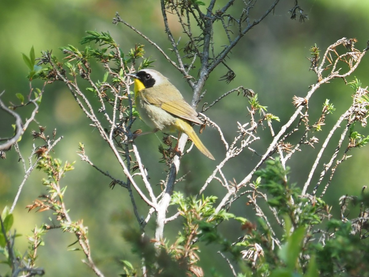 Common Yellowthroat - ML619570299