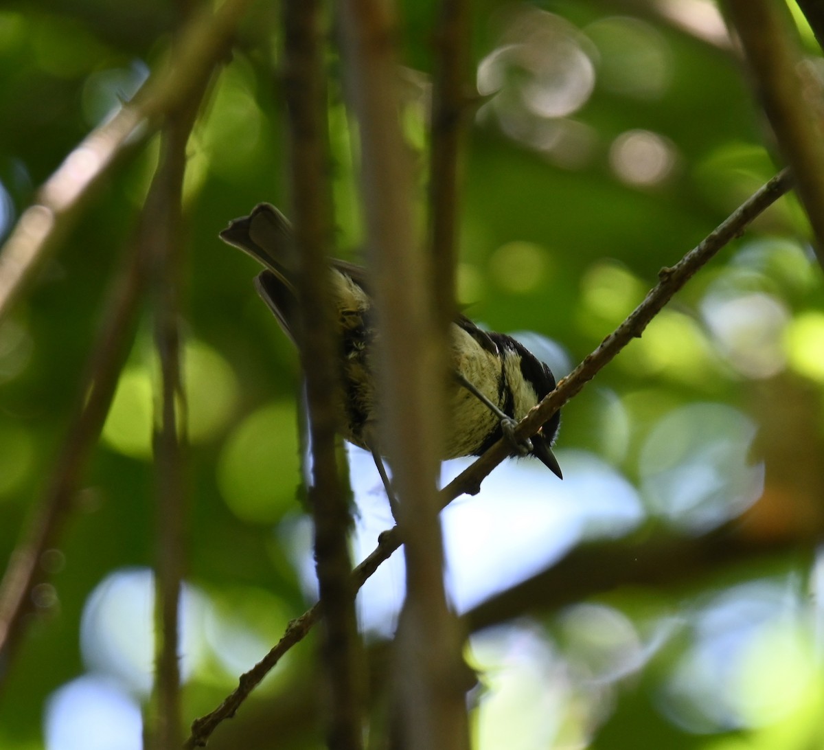 Great Tit (Great) - Jake Shorty