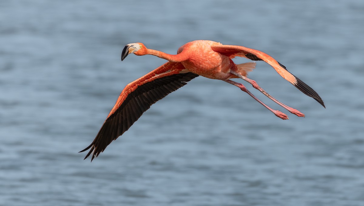 American Flamingo - Tena Gardiner