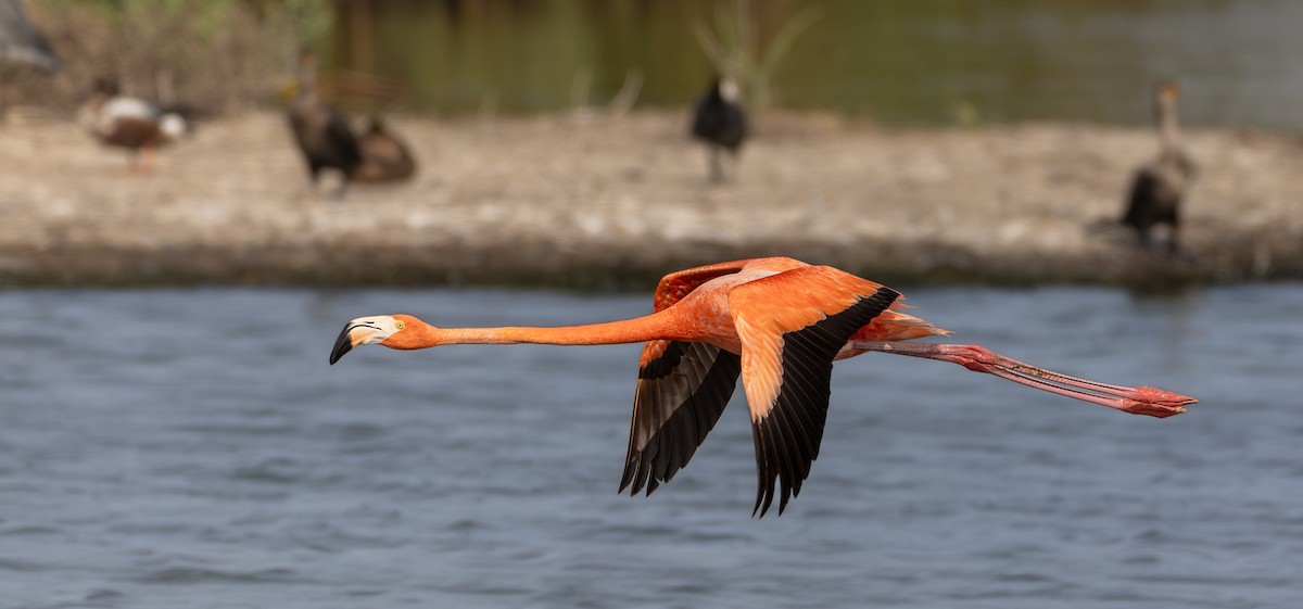 American Flamingo - Tena Gardiner