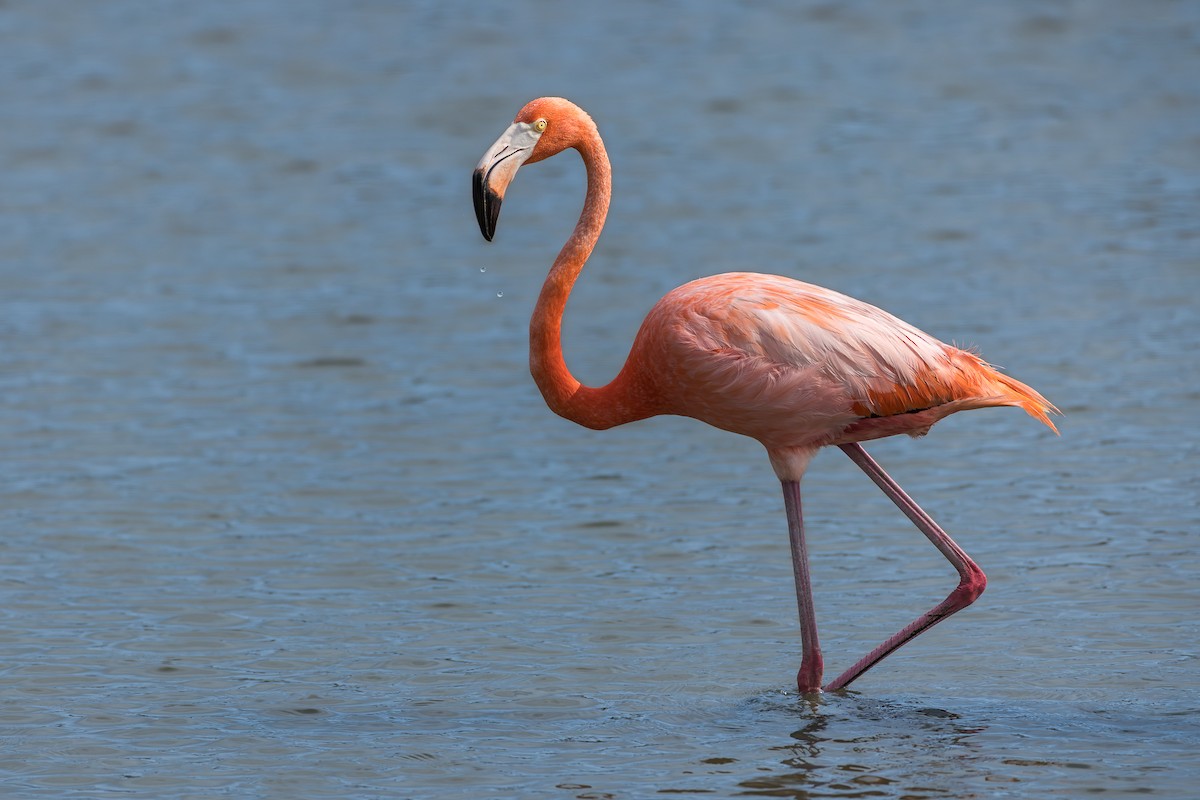 American Flamingo - ML619570310