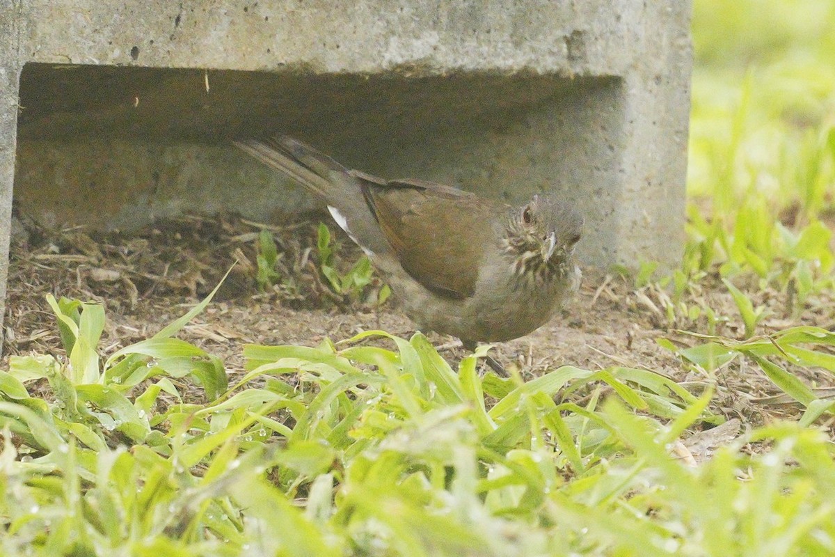 Pale-breasted Thrush - Jorge Claudio Schlemmer