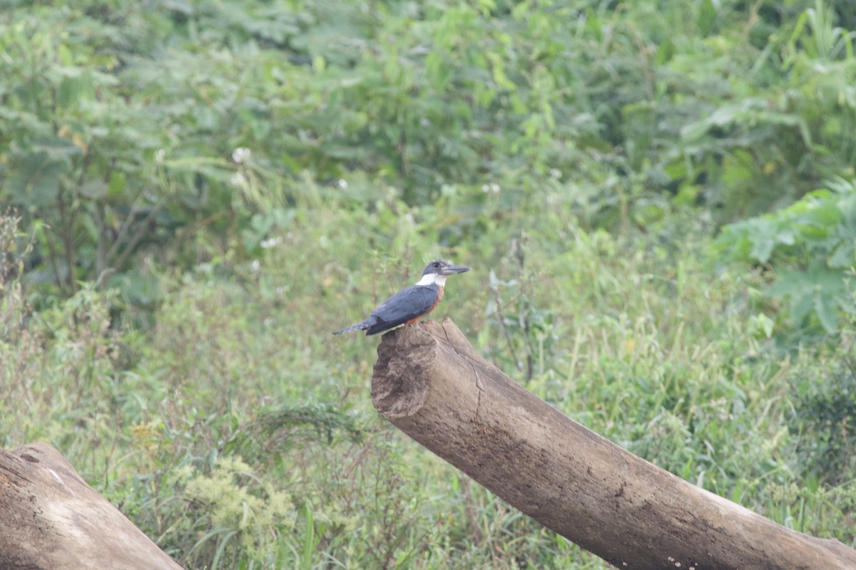 Amazon Kingfisher - allie bluestein