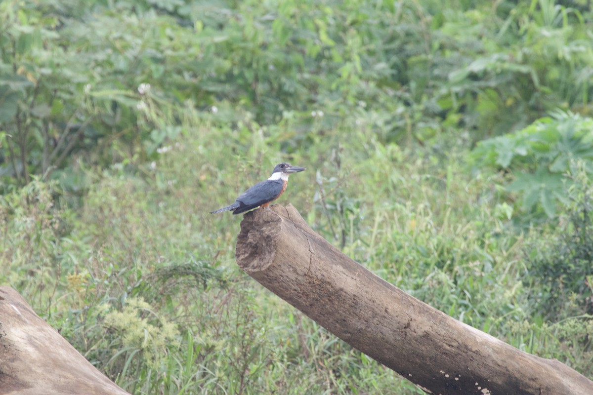 Amazon Kingfisher - allie bluestein