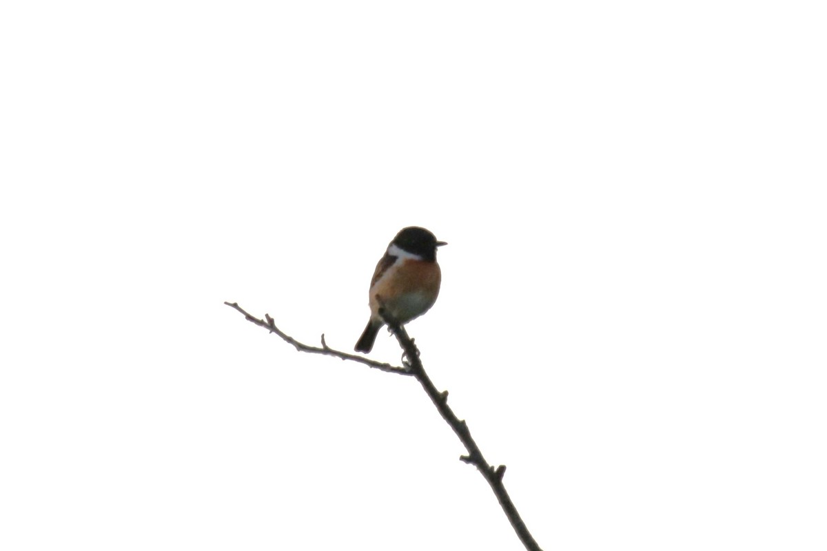 European Stonechat - Jan Roedolf