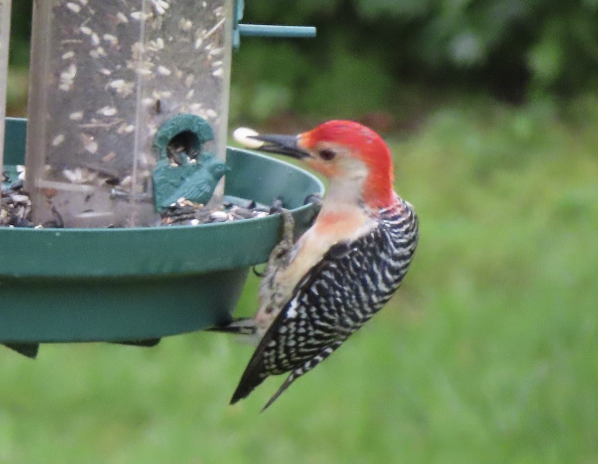 Red-bellied Woodpecker - Patricia Ayres