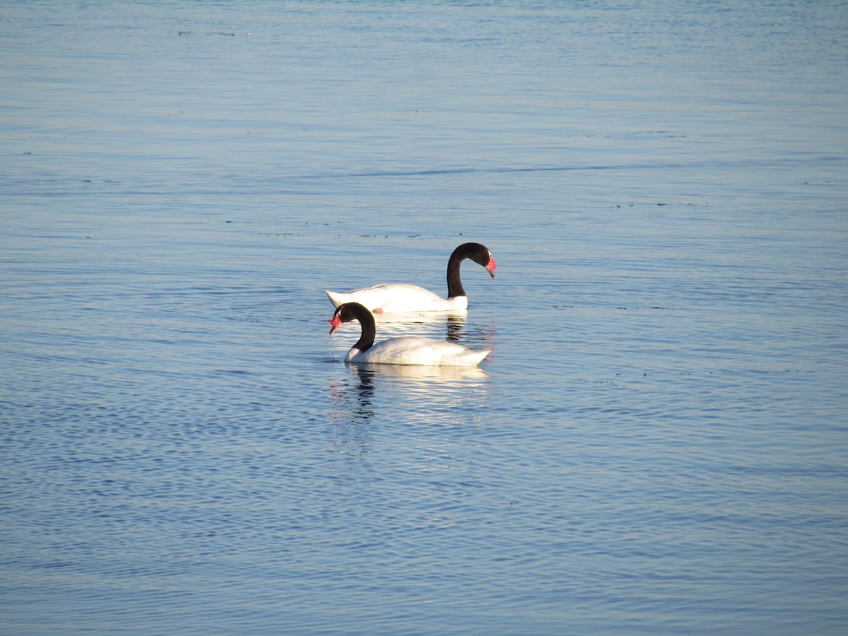 Black-necked Swan - cynthia arenas